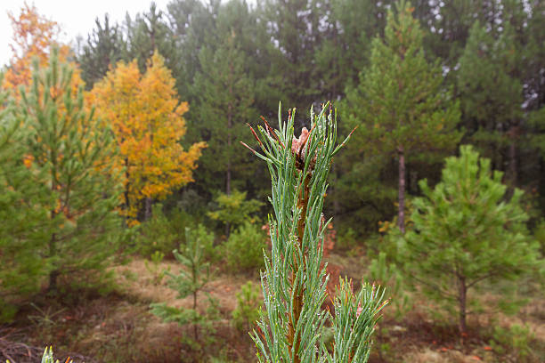 Pine Bud with Raindrops - Brote de Pino con Lluvia Pine outbreak in autumn full of water drops in the rain lluvia stock pictures, royalty-free photos & images