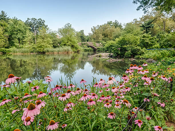 istock Gapstow bridge Central Park, New York City 611208198