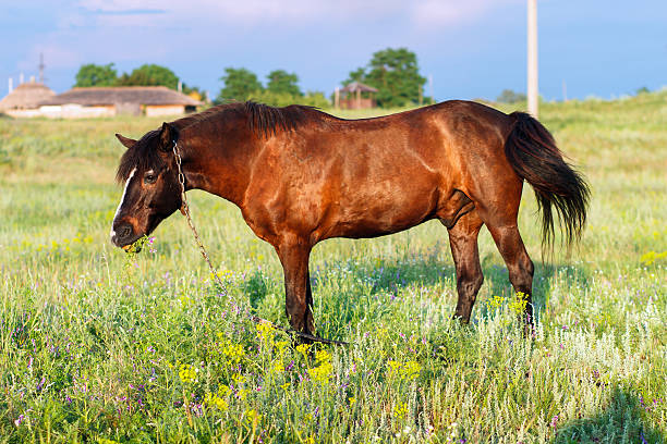 istock Brown horse grazing on a leash 611208496