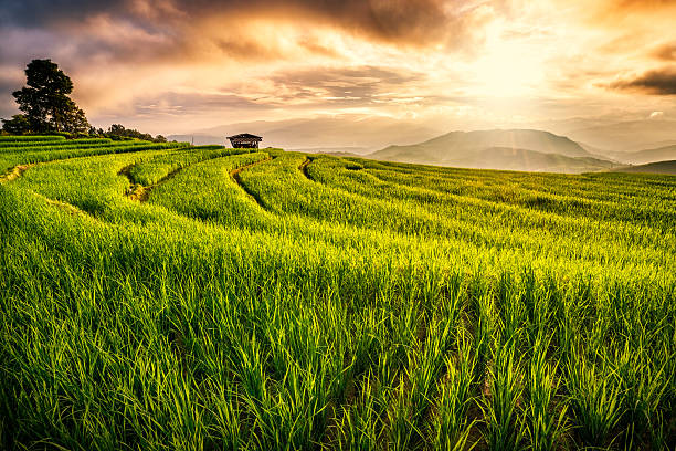 istock Rice field in Chiang Mai 611209902