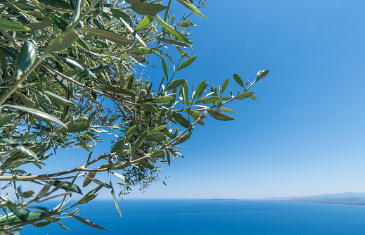Olive tree branches with sea un background in italy
