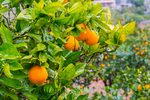 Frehs oranges on a orange tree (majorca)