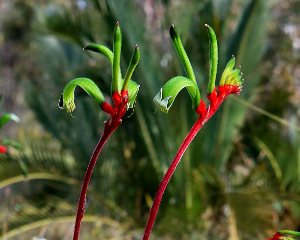 istock West Australian Red and Green Kangaroo Paw 611210872