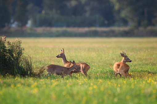 Doe and roebuck with her fawn in the meadows of Oderbruch Germany