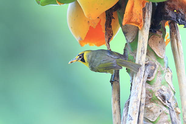 Bonin Honeyeater or Bonin White-eye