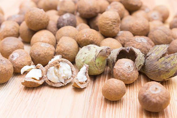 istock Castanopsis piriformis Hickel & A. Camus, Thai herb 611211938