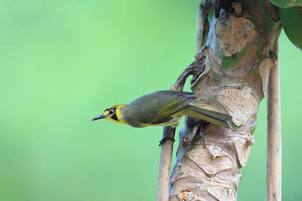 istock Bonin Honeyeater or Bonin White-eye 611212028