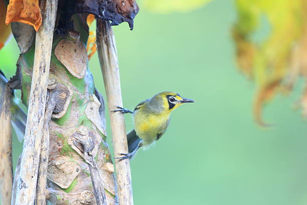 istock Bonin Honeyeater or Bonin White-eye 611212100