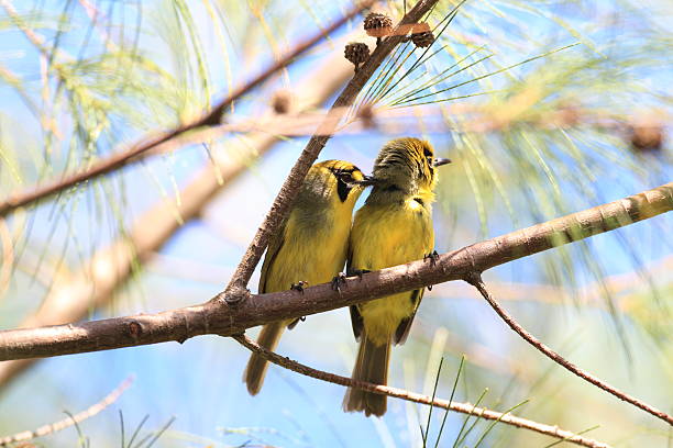 istock Bonin Honeyeater or Bonin White-eye 611212232