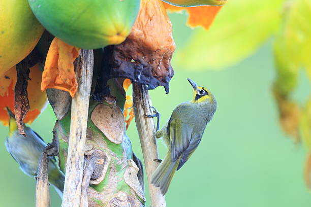 istock Bonin Honeyeater or Bonin White-eye 611212292