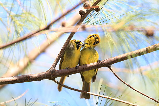 istock Bonin Honeyeater or Bonin White-eye 611212558