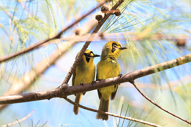 Bonin Honeyeater or Bonin White-eye