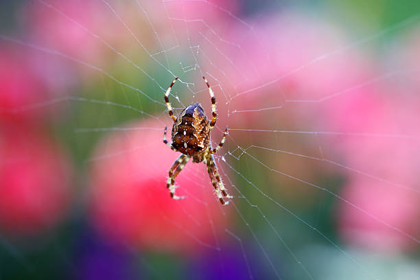 makro pająka kuli ogrodowej - orb web spider zdjęcia i obrazy z banku zdjęć