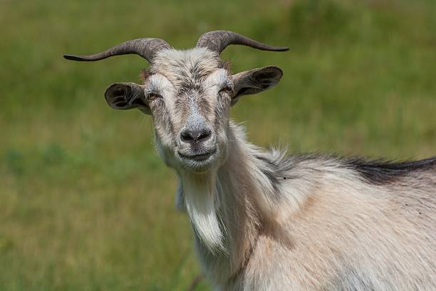 istock Goat portrait on green 611213374