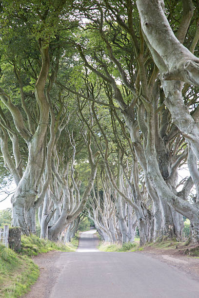 istock Dark Hedges, County Antrim, Northern Ireland 611213644