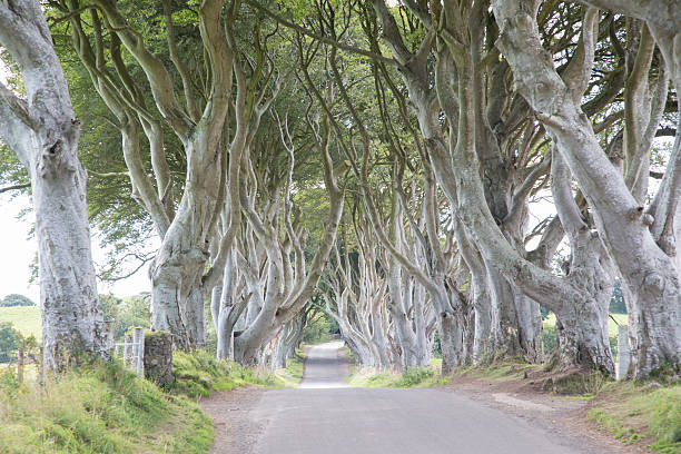 istock Dark Hedges, County Antrim, Northern Ireland 611213688