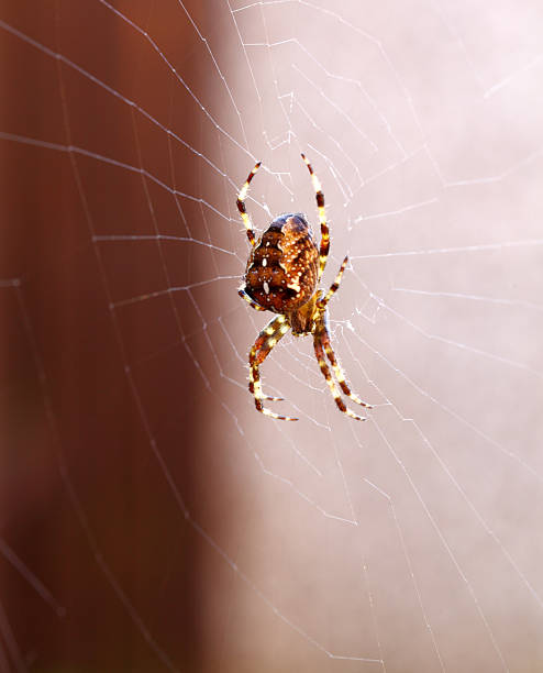 Spider web with dew in the morning light