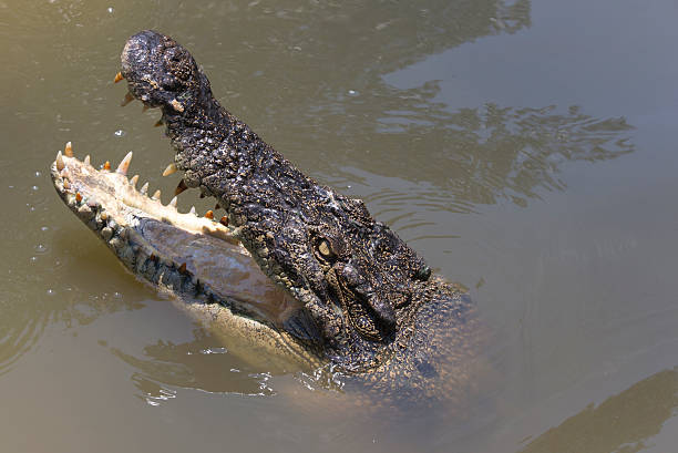istock Crocodile portrait close up 611214104