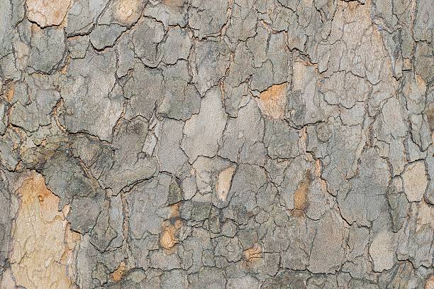 motif de camouflage comme l’écorce d’arbre sycamore platunus - splotched photos et images de collection