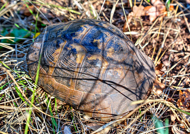 turtle no chão - cambered - fotografias e filmes do acervo