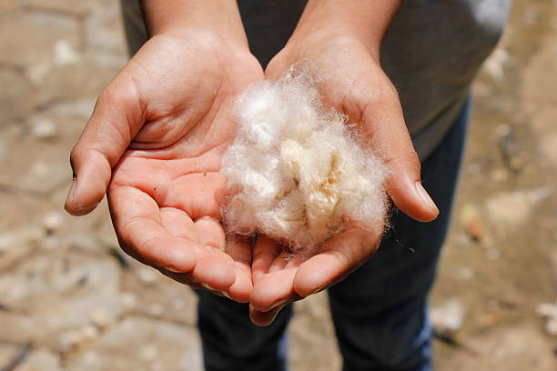 istock show pure cotton in the palm to a camera 611215636
