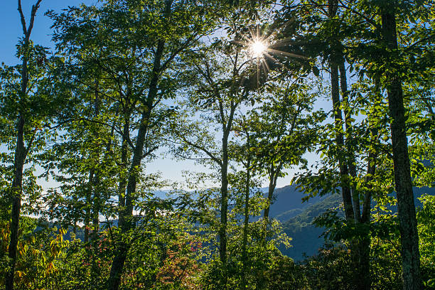 A sunburst in the tress in the mountains of North Carolina.
