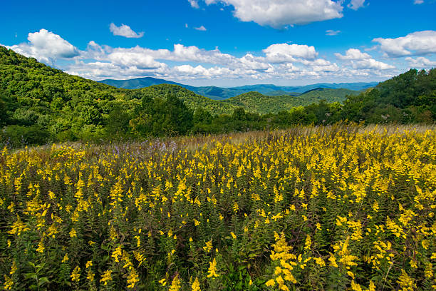Yellow Flowers in the Appalachian Mountains Yellow flowers with mountains in the distance in the Smoky Mountains near Maggie Valley, North Carolina. great smoky mountains photos stock pictures, royalty-free photos & images