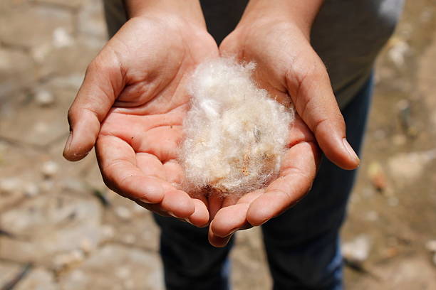 istock show pure cotton in the palm 611215932