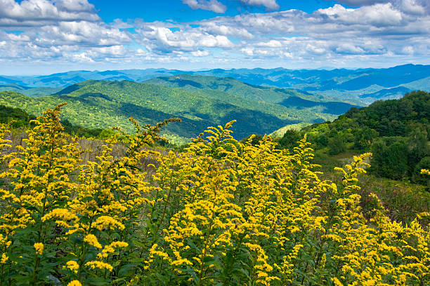 Yellow flowers with mountains in the distance in the Smoky Mountains near Maggie Valley, North Carolina.