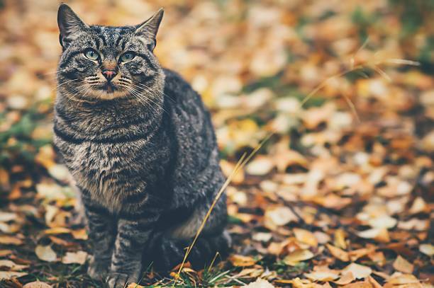 istock Gray Cat homeless sitting outdoor 611216702
