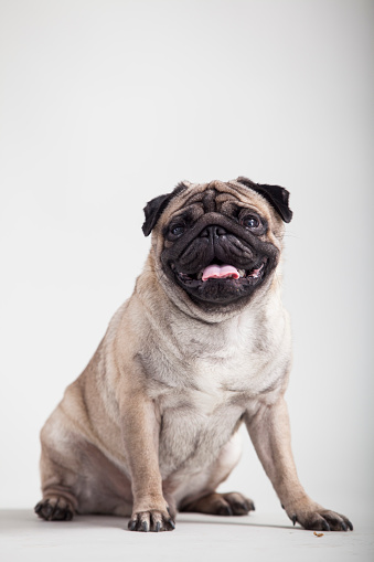 Old pug panting, isolated on white