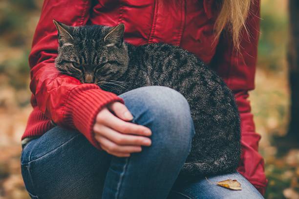 istock Gray Cat homeless and Woman hugging 611288092