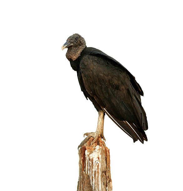 istock Black vulture, Coragyps atratus 611288844