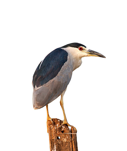 istock Black-crowned night-heron, Nycticorax nycticorax 611288930