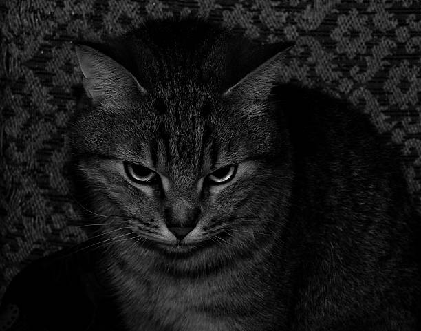 domestic cat  - head, macro