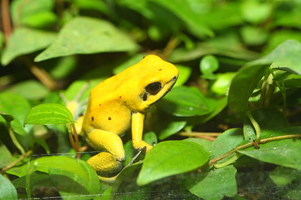 golden poison frog - golden frog zdjęcia i obrazy z banku zdjęć