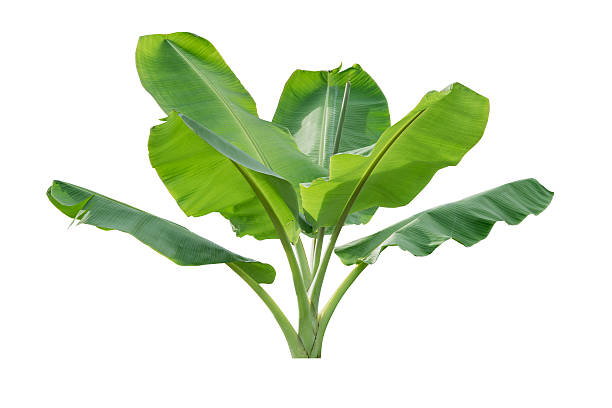 istock Banana trees isolated on white background 611290086