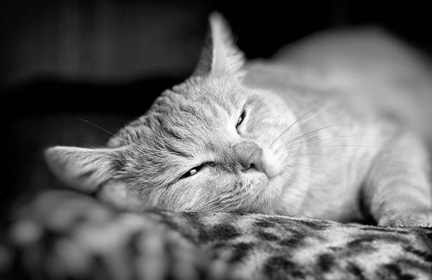 istock black and white photo of a cat 611290532