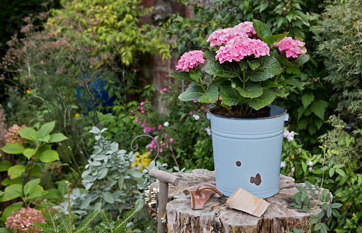 a light pink hydrangea is in a garbage can and standing on a tree disc in the herb garden