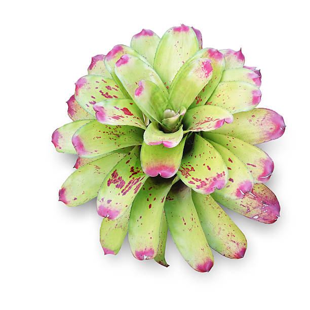 istock Bromeliad Scientific name Aechmea fasciata 611291594