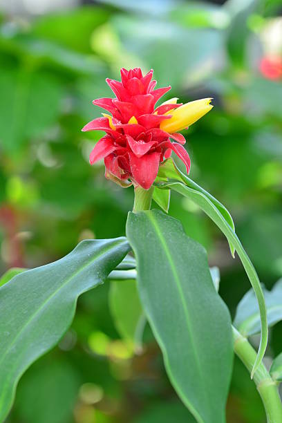 istock Costus barbatus / Spiral Ginger 611291606