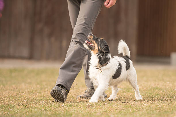 Perfect heelwork with a small jack russell terrier dog stock photo