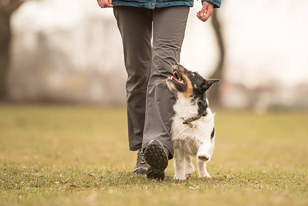 istock Perfect footwork with a small jack russell terrier dog 611291912