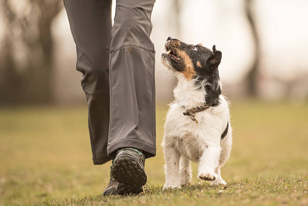 istock Perfect heel work with a small jack russell terrier dog 611291942