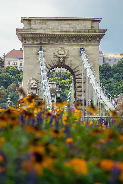 chain bridge arch next to flower plant - chain bridge budapest bridge lion imagens e fotografias de stock