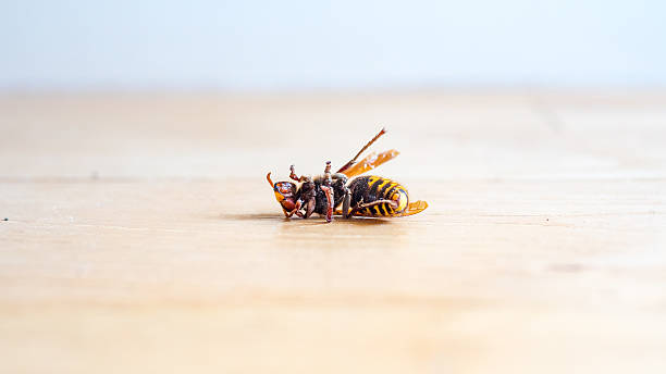 istock Dead European hornet Vespa crabro 611293156