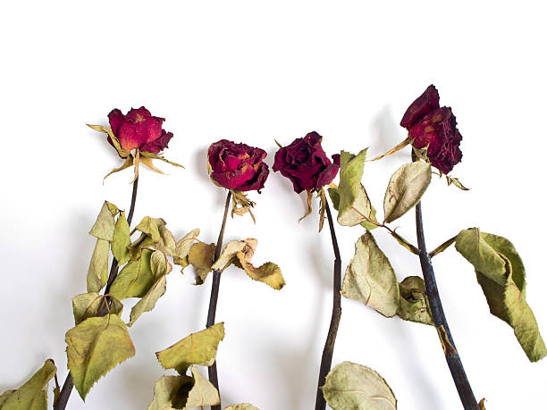 istock Petals and leaf of roses the Haggard 611293986
