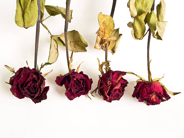 istock Petals and leaf of roses the Haggard 611294026