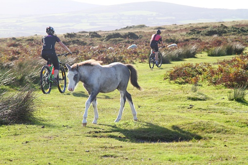 Gower, Wales, United Kingdom - September 11th, 2016 ,back view of  two mountain bikers and foal on moorland trail 