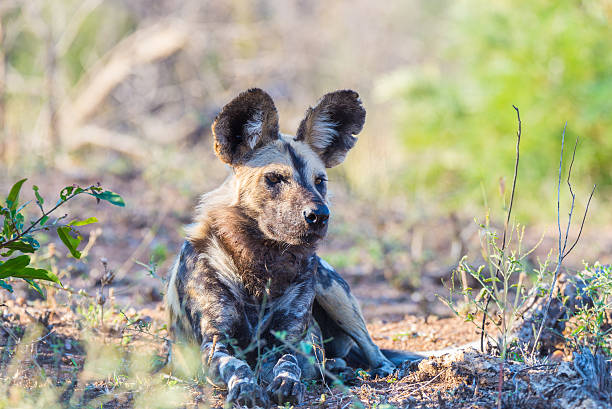 istock Wild Dog or Lycaon lying down in the bush, Africa 611294886